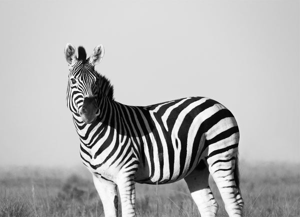 grayscale photo of zebra