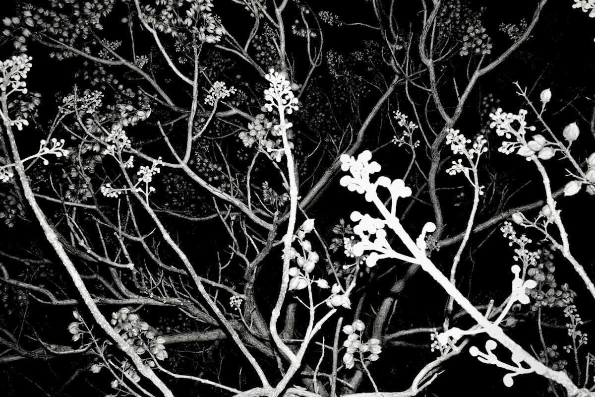 Branches of a tree stand out in the dark.