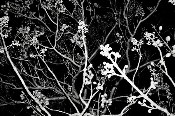 Branches of a tree stand out in the dark.