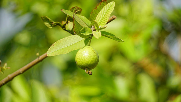 A small green guava fruit hangs from a branch.
